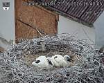 Capi_Dubne_20260621_164005.jpg