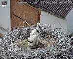 Capi_Dubne_20260621_165003.jpg