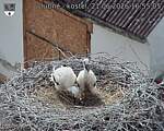Capi_Dubne_20260621_165505.jpg