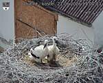 Capi_Dubne_20260621_170003.jpg
