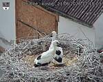 Capi_Dubne_20260621_171003.jpg