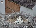 Capi_Dubne_20260621_172505.jpg