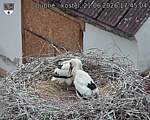 Capi_Dubne_20260621_174504.jpg