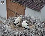 Capi_Dubne_20260621_175504.jpg