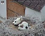 Capi_Dubne_20260621_180005.jpg