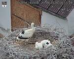 Capi_Dubne_20260621_181504.jpg