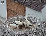 Capi_Dubne_20260621_183004.jpg