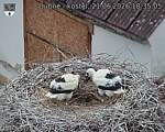 Capi_Dubne_20260621_183505.jpg