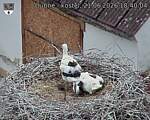 Capi_Dubne_20260621_184004.jpg