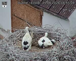 Capi_Dubne_20260621_184504.jpg (1350&nbsp;x&nbsp;1080)