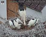 Capi_Dubne_20260621_185004.jpg