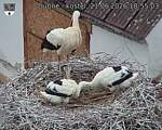 Capi_Dubne_20260621_185503.jpg