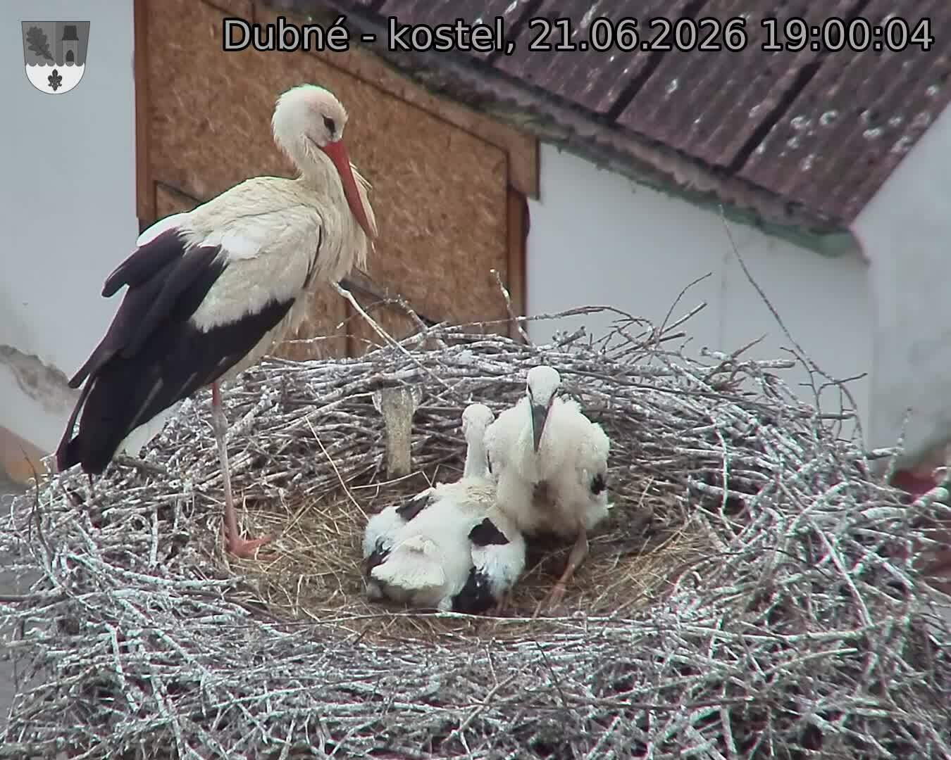 Capi_Dubne_20260621_190004.jpg (1350&nbsp;x&nbsp;1080)