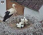 Capi_Dubne_20260621_190004.jpg