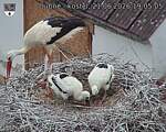 Capi_Dubne_20260621_190505.jpg
