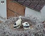Capi_Dubne_20260621_191004.jpg