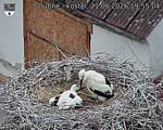 Capi_Dubne_20260621_195504.jpg