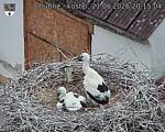 Capi_Dubne_20260621_201504.jpg