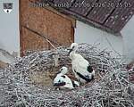 Capi_Dubne_20260621_202505.jpg
