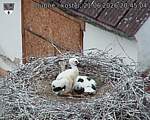 Capi_Dubne_20260621_204505.jpg
