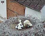 Capi_Dubne_20260621_205505.jpg