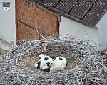 Capi_Dubne_20260621_210004.jpg