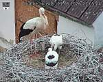Capi_Dubne_20260621_210504.jpg