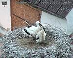 Capi_Dubne_20260621_212004.jpg