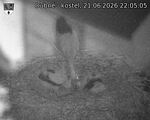 Capi_Dubne_20260621_220505.jpg