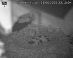 Capi_Dubne_20260621_221504.jpg