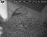 Capi_Dubne_20260622_005505.jpg