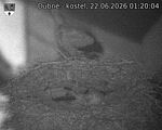 Capi_Dubne_20260622_012004.jpg