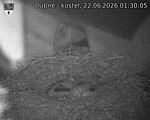 Capi_Dubne_20260622_013005.jpg