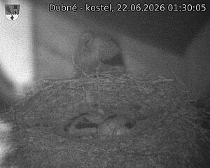 Capi_Dubne_20260622_013005.jpg (1350&nbsp;x&nbsp;1080)
