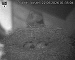 Capi_Dubne_20260622_013504.jpg