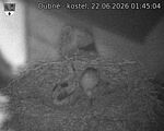 Capi_Dubne_20260622_014504.jpg