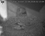 Capi_Dubne_20260622_021504.jpg