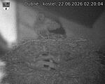 Capi_Dubne_20260622_022004.jpg