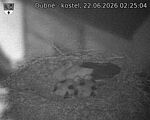 Capi_Dubne_20260622_022504.jpg