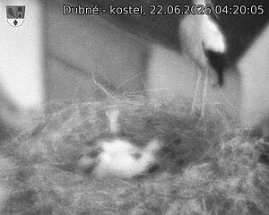 Capi_Dubne_20260622_042005.jpg (1350&nbsp;x&nbsp;1080)