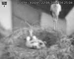 Capi_Dubne_20260622_042504.jpg