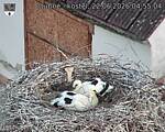 Capi_Dubne_20260622_045504.jpg