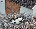 Capi_Dubne_20260622_051004.jpg