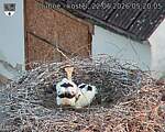 Capi_Dubne_20260622_052005.jpg