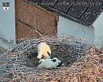Capi_Dubne_20260622_053504.jpg