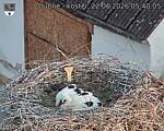Capi_Dubne_20260622_054005.jpg