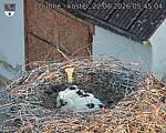 Capi_Dubne_20260622_054504.jpg