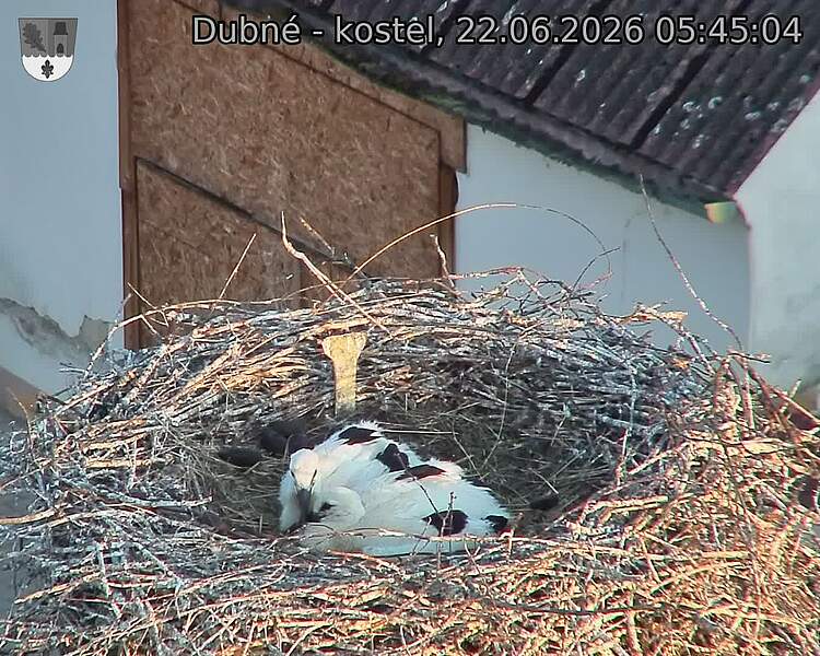 Capi_Dubne_20260622_054504.jpg (1350&nbsp;x&nbsp;1080)