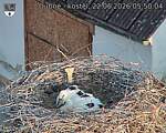 Capi_Dubne_20260622_055004.jpg