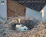 Capi_Dubne_20260622_055505.jpg